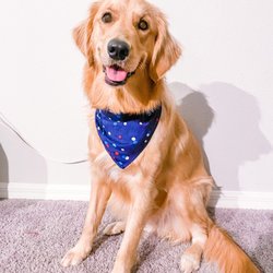 Heart of Florida Animal Hospital & Pet Resort - Our Golden Puppy, Lottie