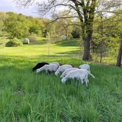 Rebel Pastures - Sheep on pasture