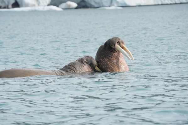 Lindblad Expeditions by null