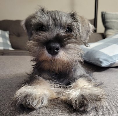 The Dog House by null