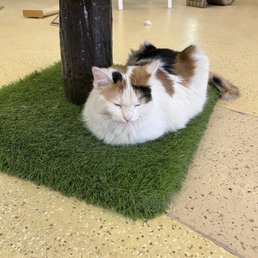 cat cat