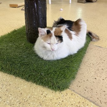 Sun Valley Animal Shelter - cat - Animal Shelters Near Me - Glendale, Arizona Sun Valley Animal Shelter - cat - Animal Shelters Near Me - Glendale, Arizona
