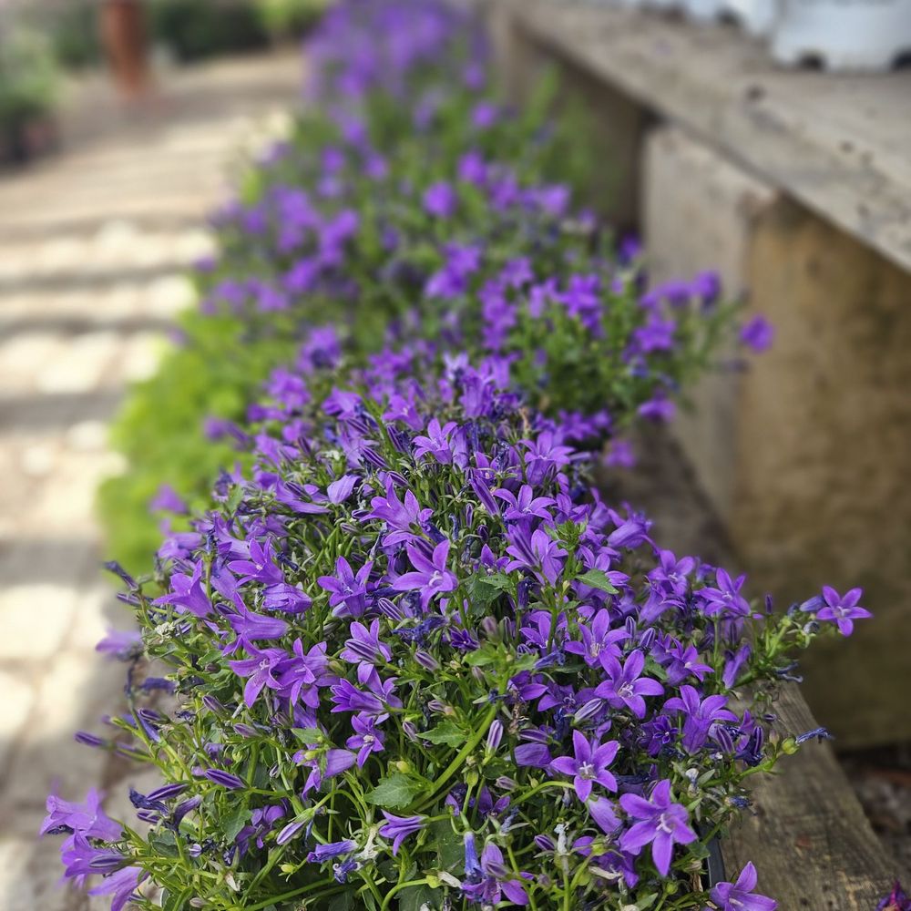 Cloverdale Nursery - Nurseries & Gardening Near Me - Boise, Idaho
