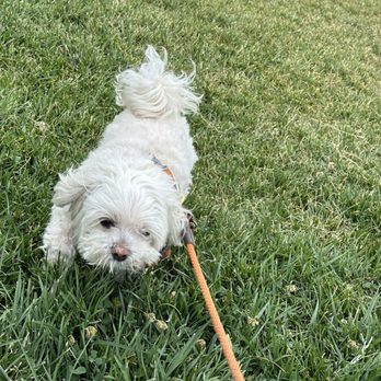 Muller Veterinary Hospital - Gizmos current picture of a healthy pup - Veterinarians Near Me - Walnut Creek, California Muller Veterinary Hospital - Gizmos current picture of a healthy pup - Veterinarians Near Me - Walnut Creek, California