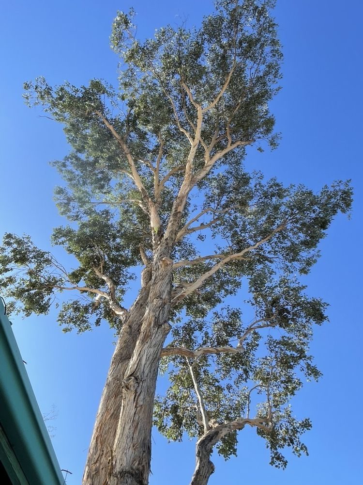 Q&T Services - tree service in Tucson, AZ