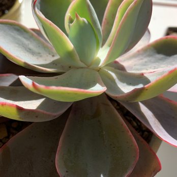 Succulent Gardens - Echeveria afterglow - Nurseries & Gardening Near Me - Castroville, California