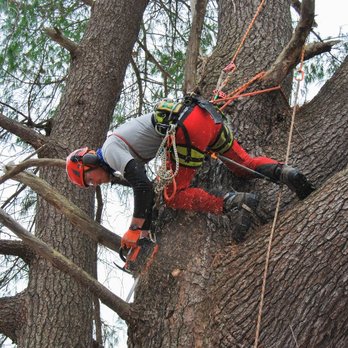 Red Squirrel Arborcare - Pruning and cabling a white pine. - Tree Services Near Me - North Berwick, Maine Red Squirrel Arborcare - Pruning and cabling a white pine. - Tree Services Near Me - North Berwick, Maine