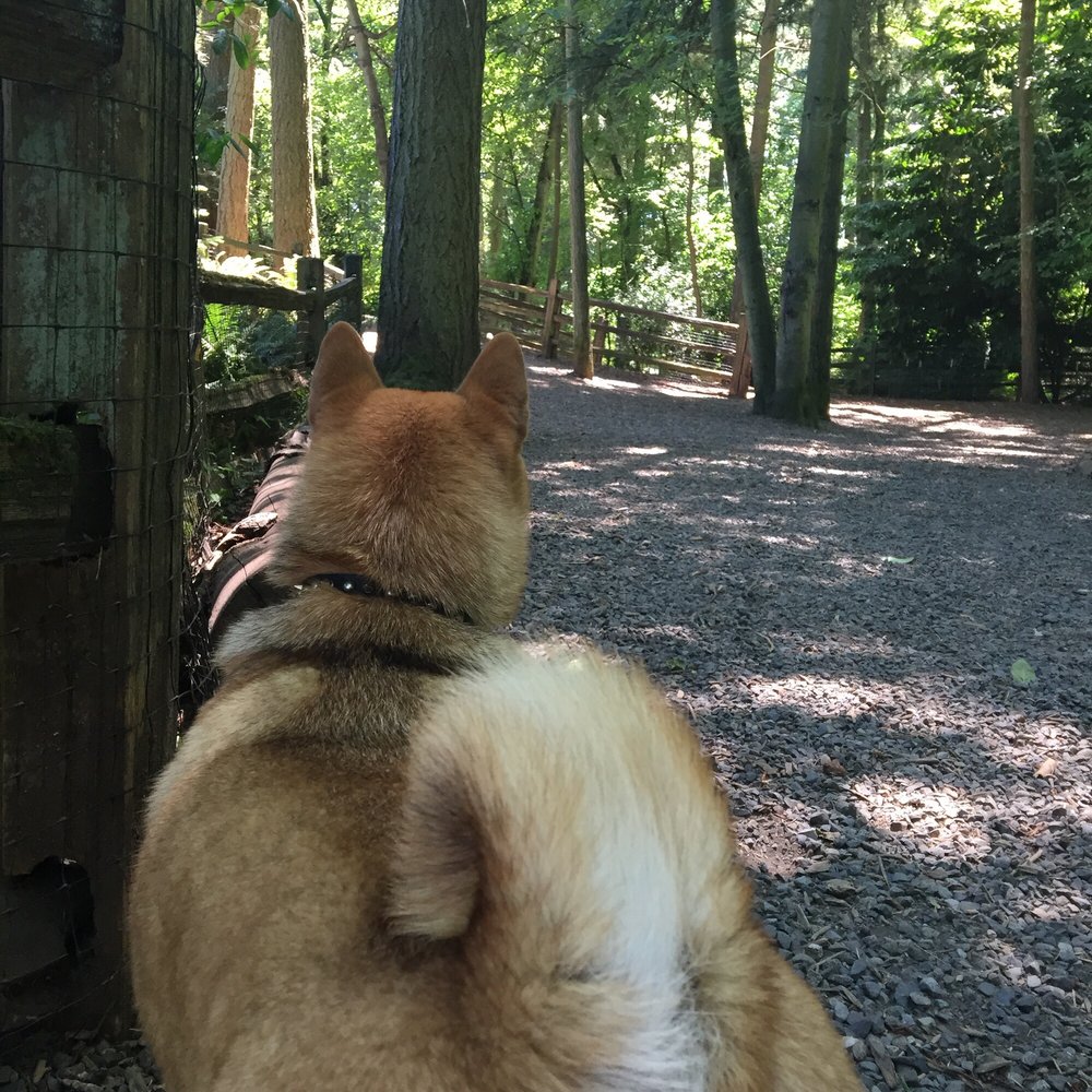 Through the trails of the park Through the trails of the park