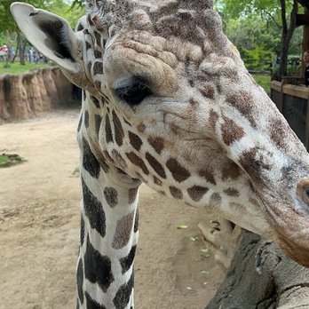 Dallas Zoo - Giraffe - Zoos Near Me - Dallas, Texas Dallas Zoo - Giraffe - Zoos Near Me - Dallas, Texas
