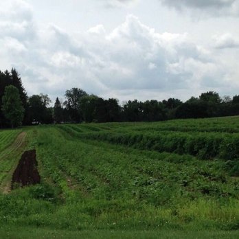 Foppema's Farm - Fruits & Veggies Near Me - Northbridge, Massachusetts