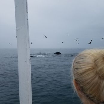 Whale's Tale Sailing - Surfacing whales! - Sailing Near Me - San Luis Obispo, California Whale's Tale Sailing - Surfacing whales! - Sailing Near Me - San Luis Obispo, California