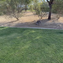 CJ Dog Park