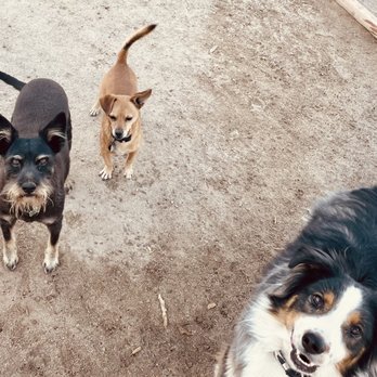 Critter Happiness - Making new friends - Pet Boarding Near Me