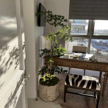 Guzmania Plantscapes - Shady lady, black olive tree. - Indoor Landscaping Near Me