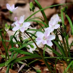 Spring Beauty