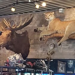 Wolff's Grill and Bar - Bar