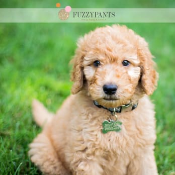 Fuzzypants Pet Photography - Pet Photography Near Me - Ashburn, Virginia Fuzzypants Pet Photography - Pet Photography Near Me - Ashburn, Virginia