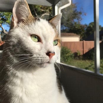 SEMINOLE COUNTY ANIMAL SERVICES - Updated February 2026 - 32 Photos