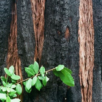 Pioneer Tree Trail - Pretty design in charred redwood tree.  Poor tree, poor tree got burned. - Hiking Near Me