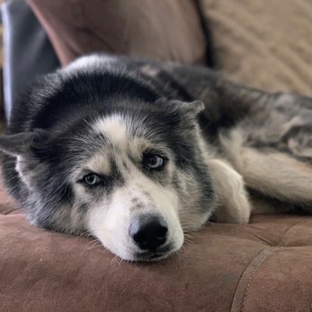 Boarding Buddy - Pet Boarding Near Me - Tallahassee, Florida Boarding Buddy - Pet Boarding Near Me - Tallahassee, Florida