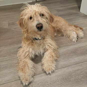 Purrfect Grooming - Before - Pet Groomers Near Me - Doral, Florida Purrfect Grooming - Before - Pet Groomers Near Me - Doral, Florida