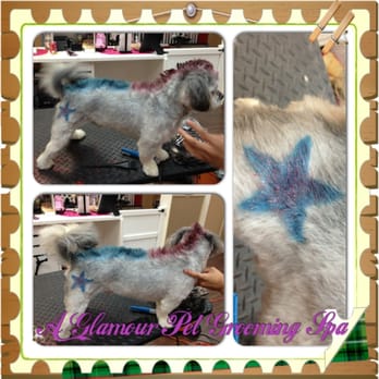 A Glamour Pet Grooming Spa - Pet Groomers Near Me - Elizabeth, New Jersey A Glamour Pet Grooming Spa - Pet Groomers Near Me - Elizabeth, New Jersey