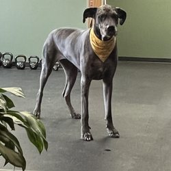 Hybrid Sports Chiropractic - Oreo the official office greeter!