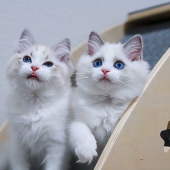 AdorableDolls Ragdolls - Pet Breeders Near Me AdorableDolls Ragdolls - Pet Breeders Near Me