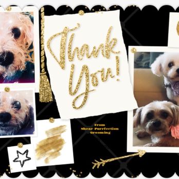 Shear Purrfection - Pet Groomers Near Me - Yelm, Washington Shear Purrfection - Pet Groomers Near Me - Yelm, Washington