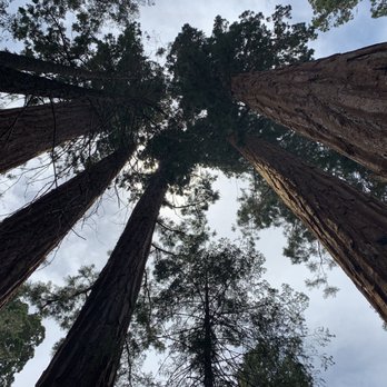 Trail of 100 Giants - Hiking Near Me - Springville, California Trail of 100 Giants - Hiking Near Me - Springville, California