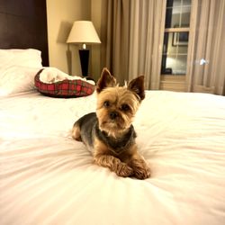 Holiday Inn Express & Suites Merrimack - Another shot of my little man. They allow pets! HUGE win!
