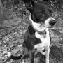 Photo of Mercy Animal Hospital