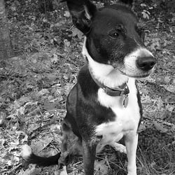 Mercy Animal Hospital - Sassy Herman
