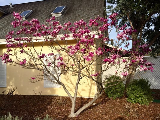 Benessere Vineyards by null