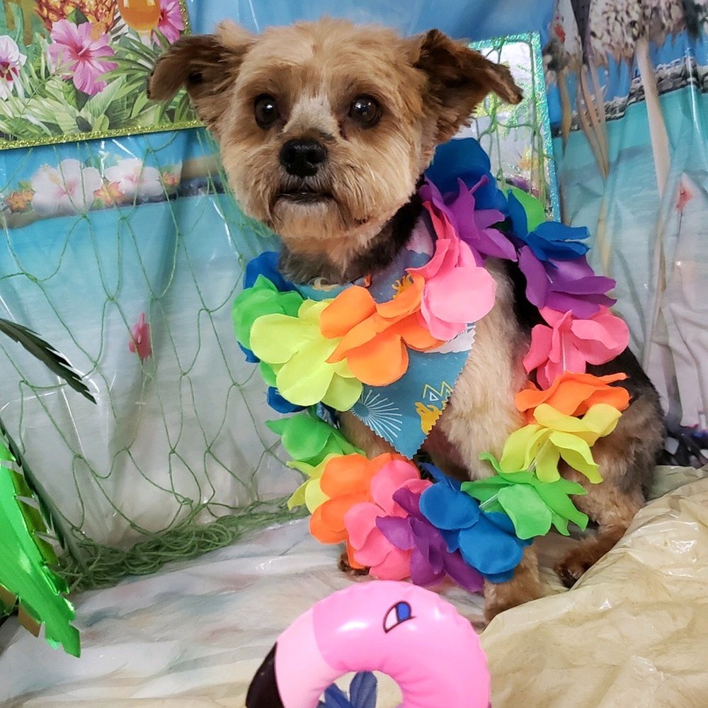 Star Mutts - Pet Groomers Near Me - Fresno, California Star Mutts - Pet Groomers Near Me - Fresno, California