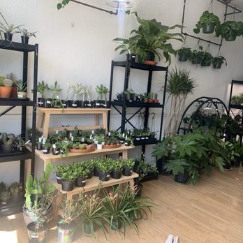 Snakeroot Botanicals - Plants - Nurseries & Gardening Near Me - Indianapolis, Indiana Snakeroot Botanicals - Plants - Nurseries & Gardening Near Me - Indianapolis, Indiana