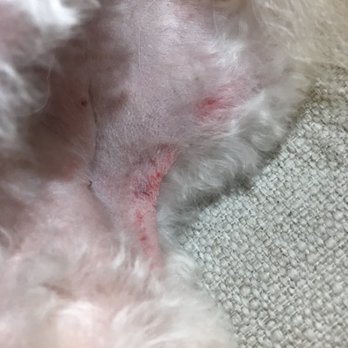 Kibble Pet Grooming - Injuries from grooming - Pet Groomers Near Me - Dallas, Texas