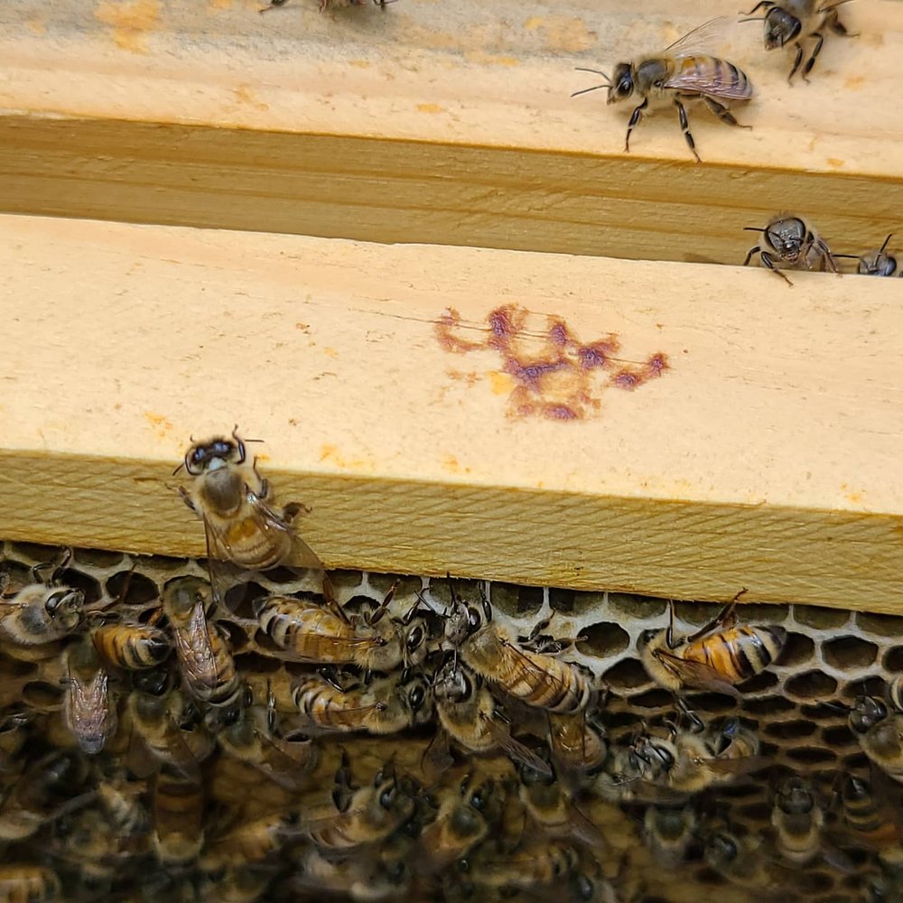 Charm City Honey Bees - beekeeping in Elkridge, MD