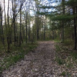 The dog run