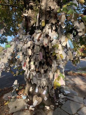 The Wishing Tree by null