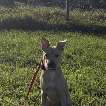 Island Dog Obedience - Pet Training Near Me - Honolulu, Hawaii