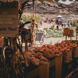 Tanaka Farms - Pumpkins