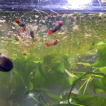 Splash Aquarium - Feeding time - Local Fish Stores Near Me - Sacramento, California Splash Aquarium - Feeding time - Local Fish Stores Near Me - Sacramento, California