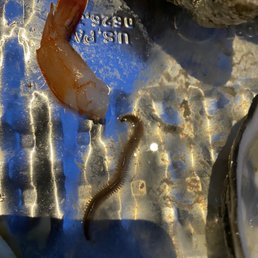 Creepy crawlers from my oysters. Creepy crawlers from my oysters.