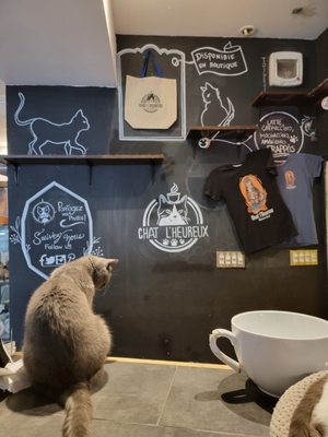 Happy Cat Cafe by null