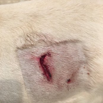 Assisi Veterinary Hospital - Open wound after two weeks of stitches - Veterinarians Near Me - Malverne, New York