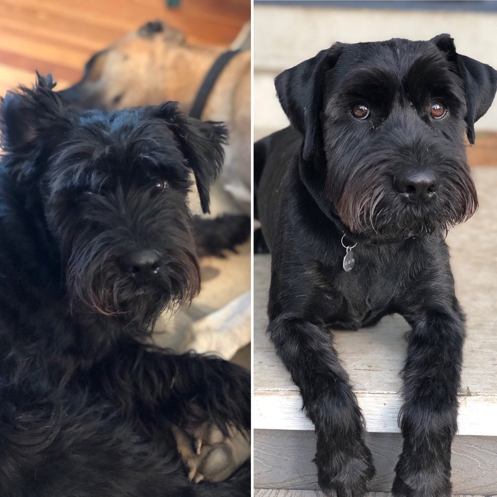 LUCKY DOG PET SALON 24 Photos & 32 Reviews Pet Groomers 622