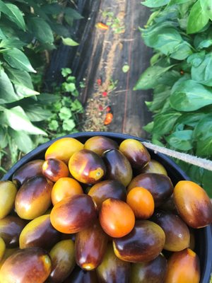 Willowsford Farm by null