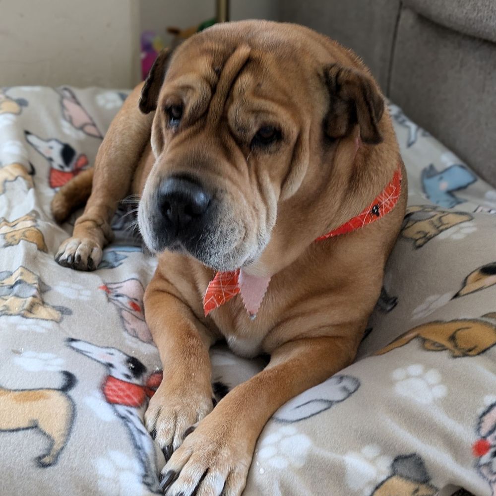 THE BEST 10 PET BREEDERS in ORO VALLEY, AZ - Updated 2026 - Hours - Yelp