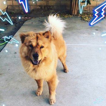 Free lance grooming services - Mr. Chow after his grooming - Pet Groomers Near Me